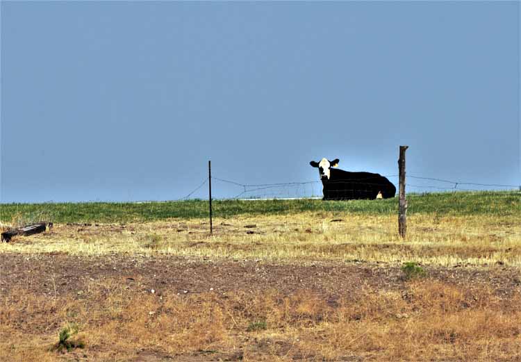 cow on hill